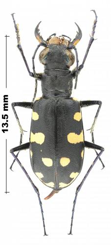 Réf. 245 482 : Calomera lunulata